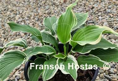 Hosta Dancing Hero